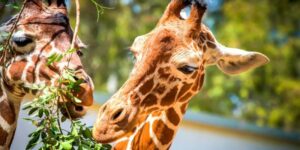 herbivorous animals