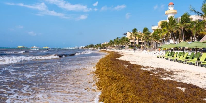 Sargasso