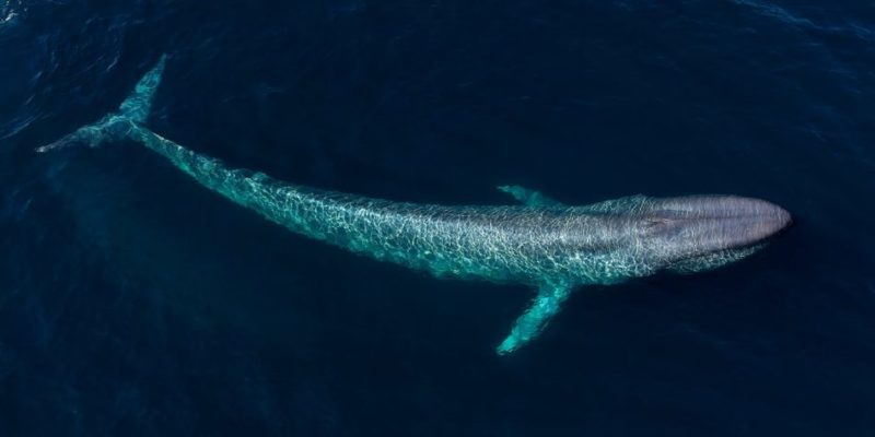 sea ​​animals marine aquatic blue whale mammal