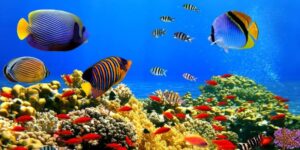 marine animals