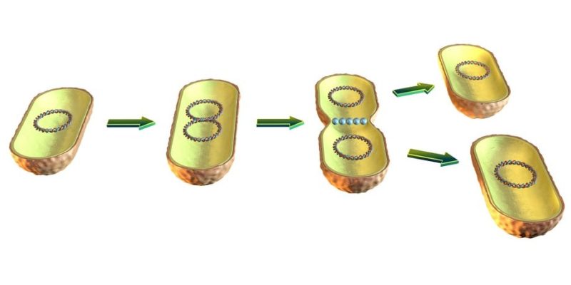 asexual reproduction binary fission advantages