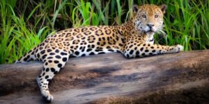 jungle animals