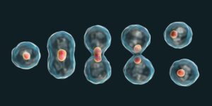 cellular reproduction
