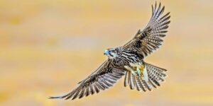 birds of prey