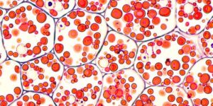 cell theory