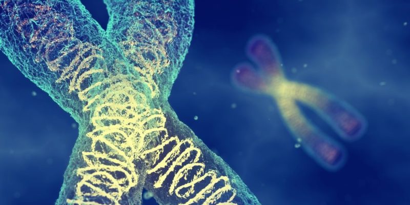 Chromosomal theory of inheritance
