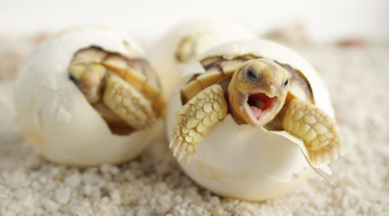 turtle - egg birth