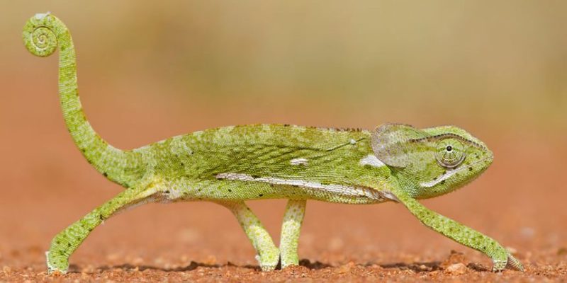 viviparous animals ovoviviparous chameleon