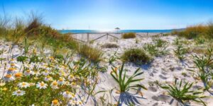 Ecological succession