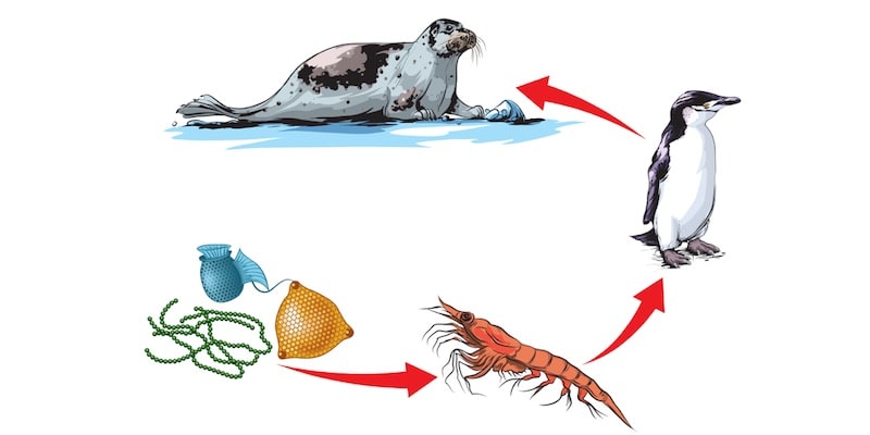 aquatic food chain-ecosystem