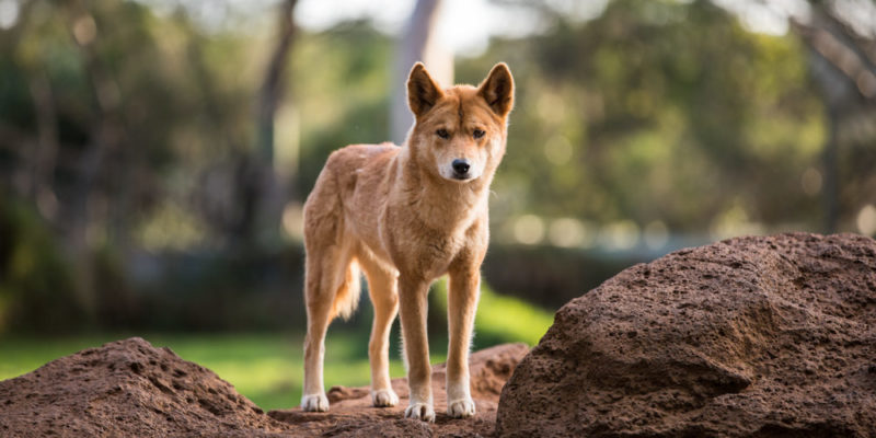 Dingo dog - desert animals