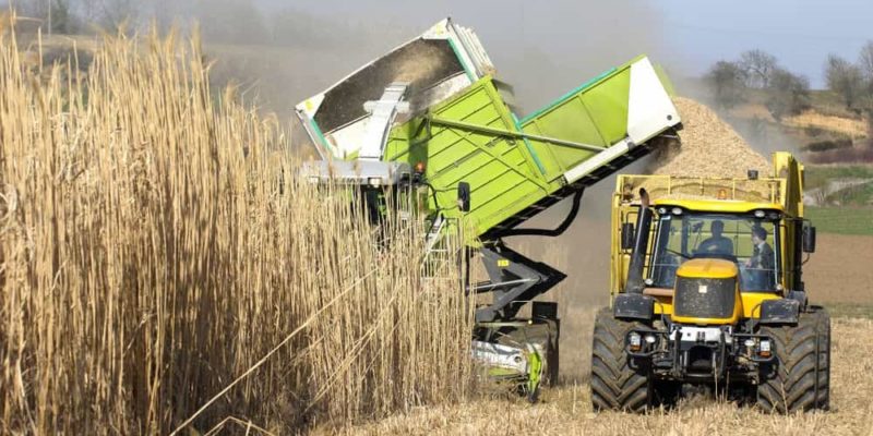 biomass renewable energy example