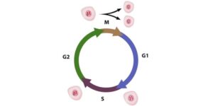 Cell cycle