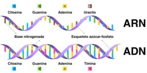 nucleic acids