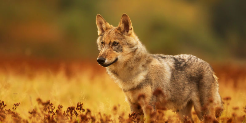 Domestic Animals Meaning And Explanation domestic-animals-meaning-and-explanation