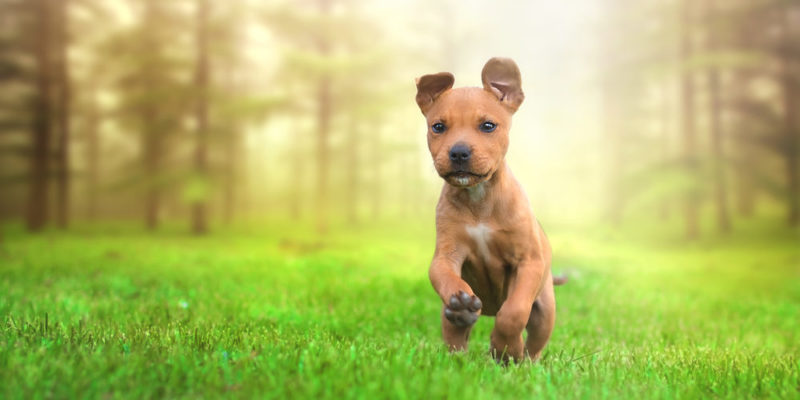 Domestic animals - dog