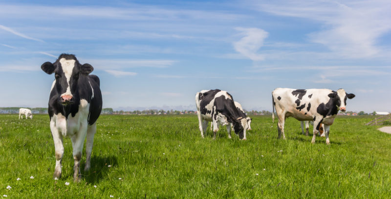 Domestic animals - cow