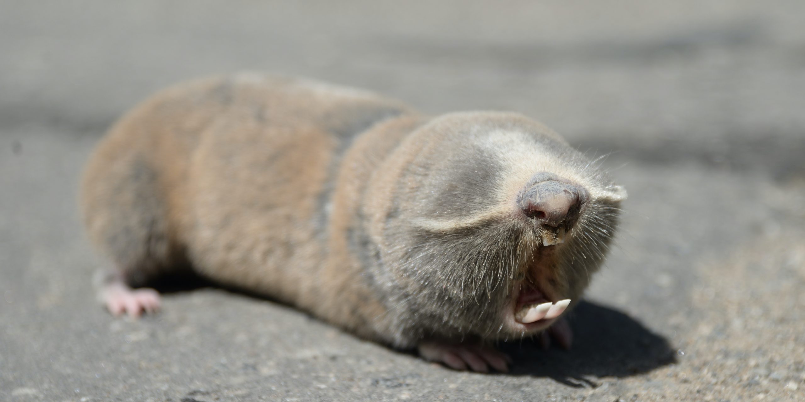 Spalax mole opening its mouth.