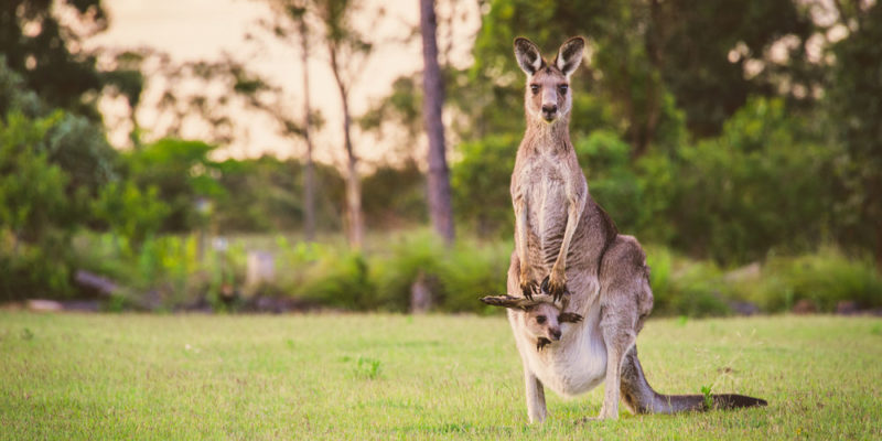 Mammals - kangaroo 