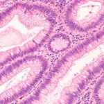 Histology
