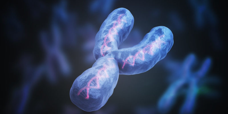 genetic inheritance - chromosome y