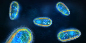 unicellular organisms
