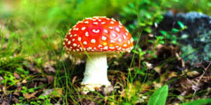 fungal kingdom