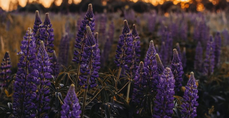 lavender flowers