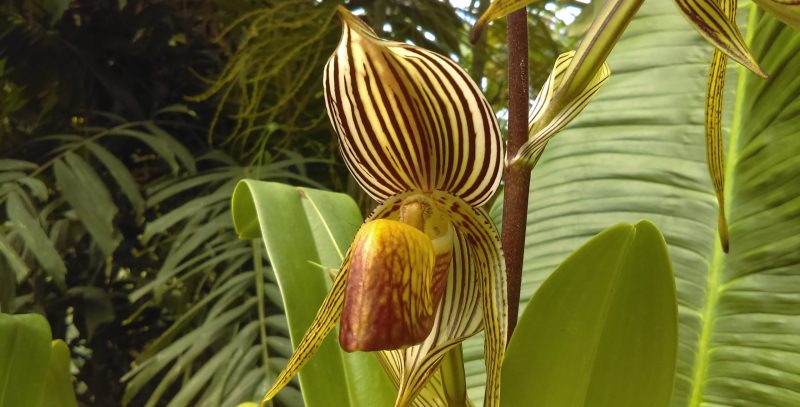 Kinabalu Gold Orchid