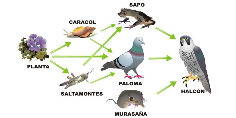 food web