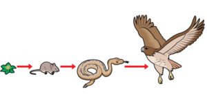 Food chains