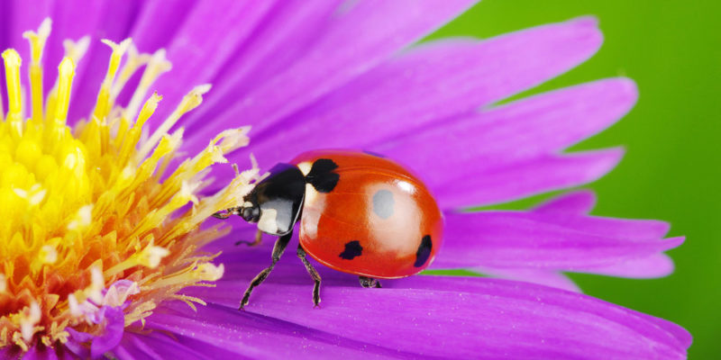 Ladybug - exotic species