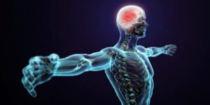 central nervous system
