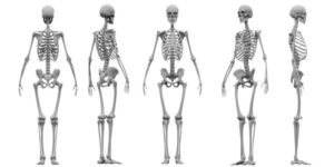 bone system