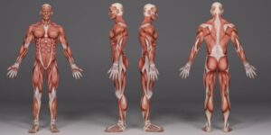 Muscular system