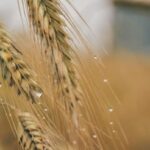 genetically modified foods
