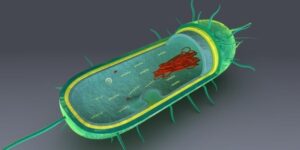 prokaryotic cell