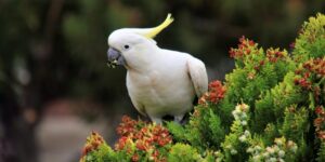 Flora and fauna