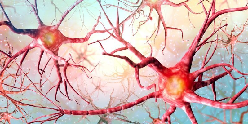 Neuron