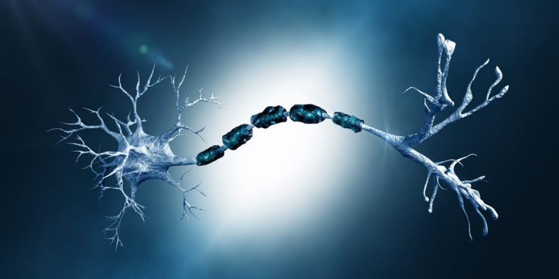 Neurons