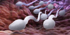 spermatogenesis