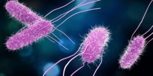 bacteria