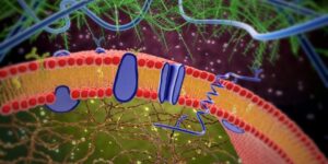 plasma membrane