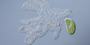 Amoeba