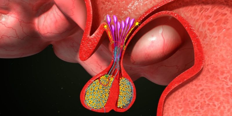 endocrine system