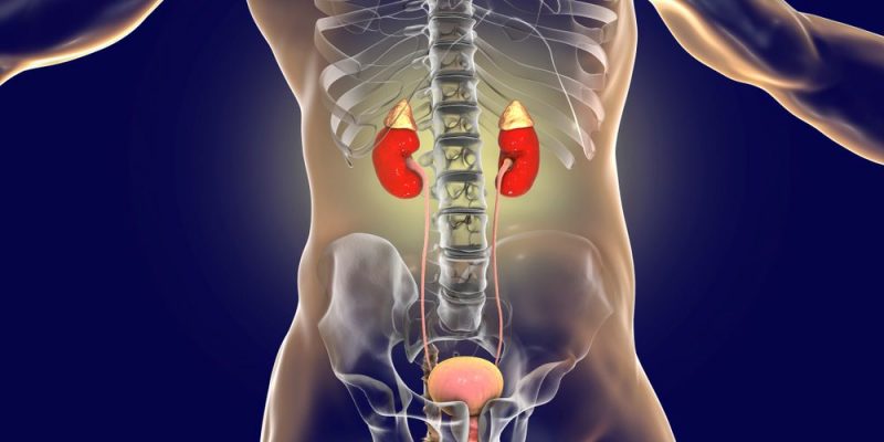 endocrine system