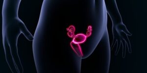 female reproductive system