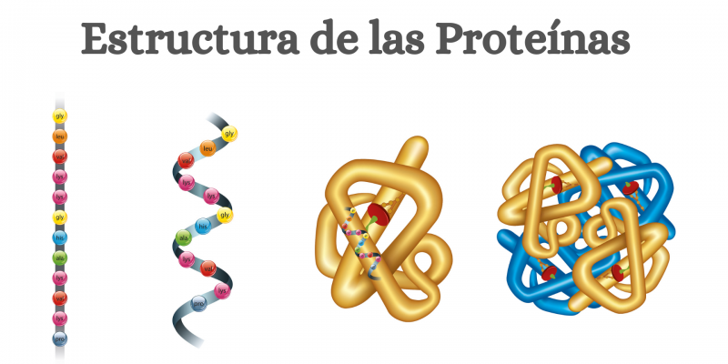 Protein Structure