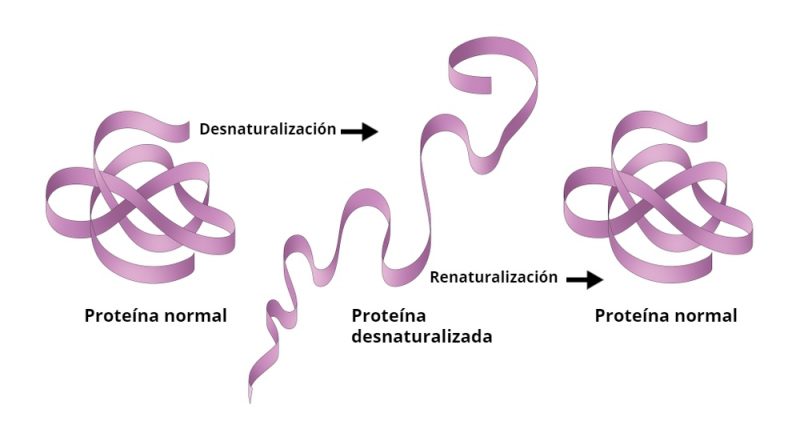 Denaturation - protein