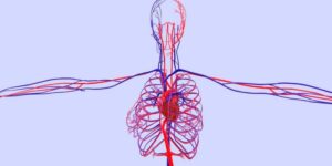 circulatory system